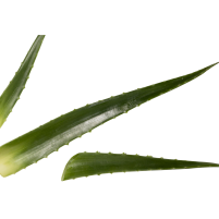 Aloe Vera BIO