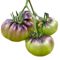 Tomate azul