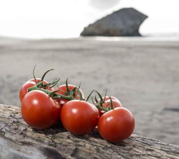 tomates en rama