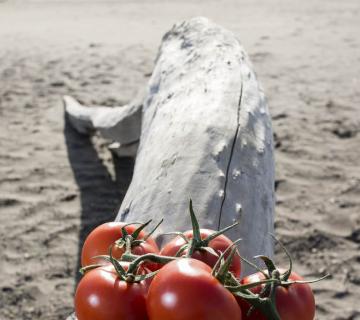 tomates en la playa