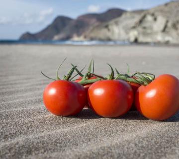 tomates