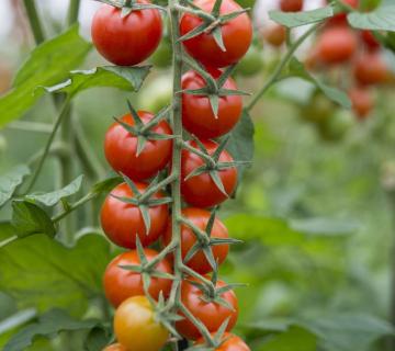 tomates en rama