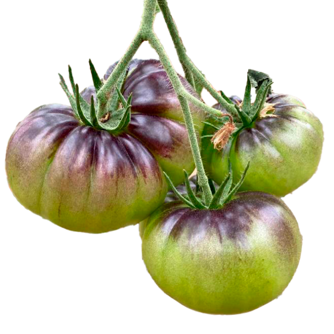 Tomate azul